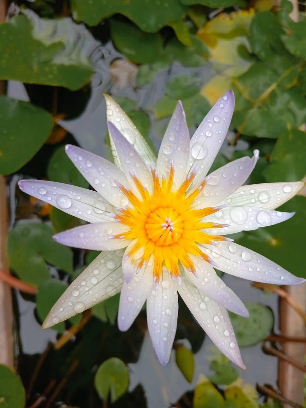 Rain-Slicked Lotus Blossom