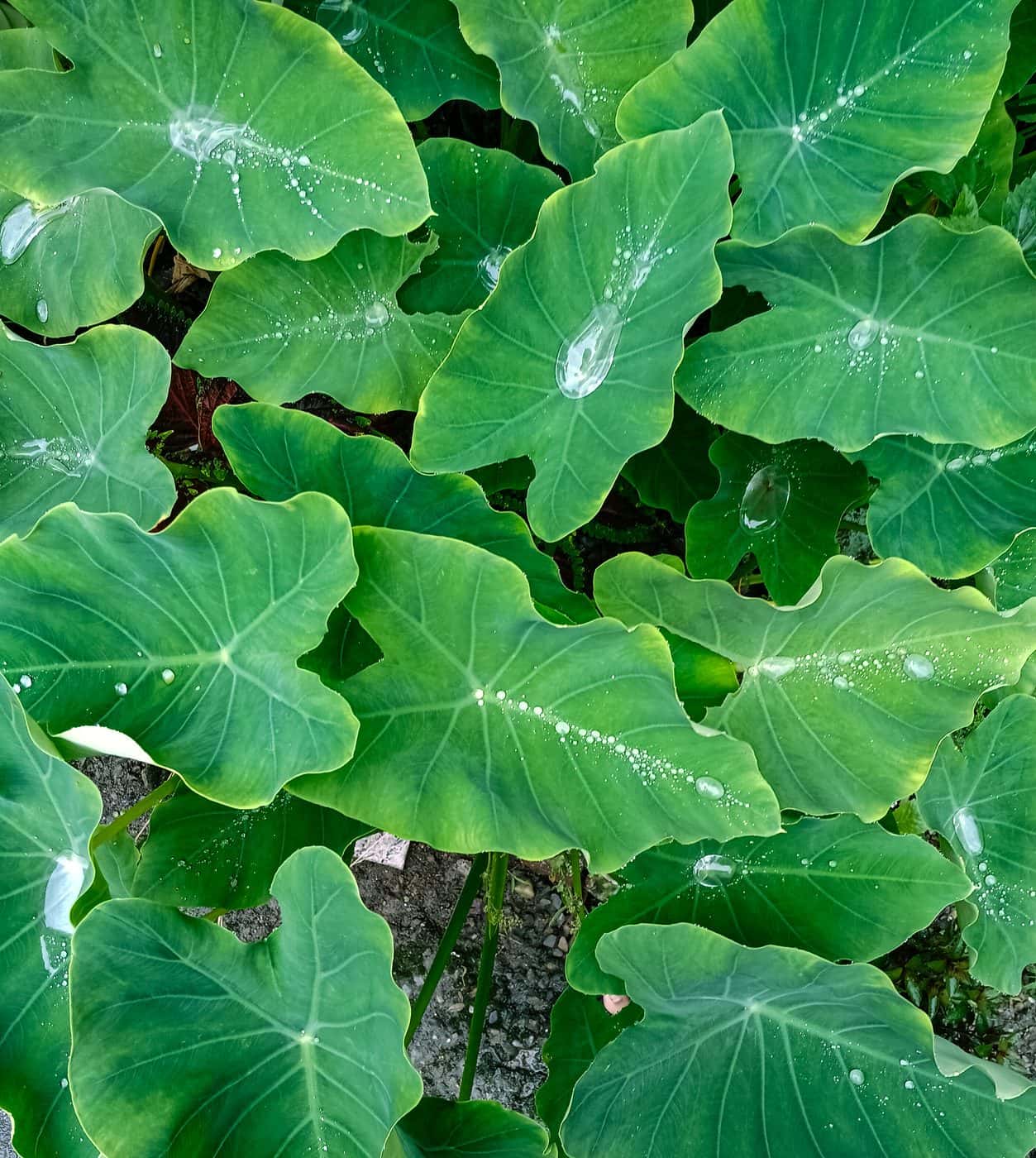 Rain-Slicked Colocasia Foliage