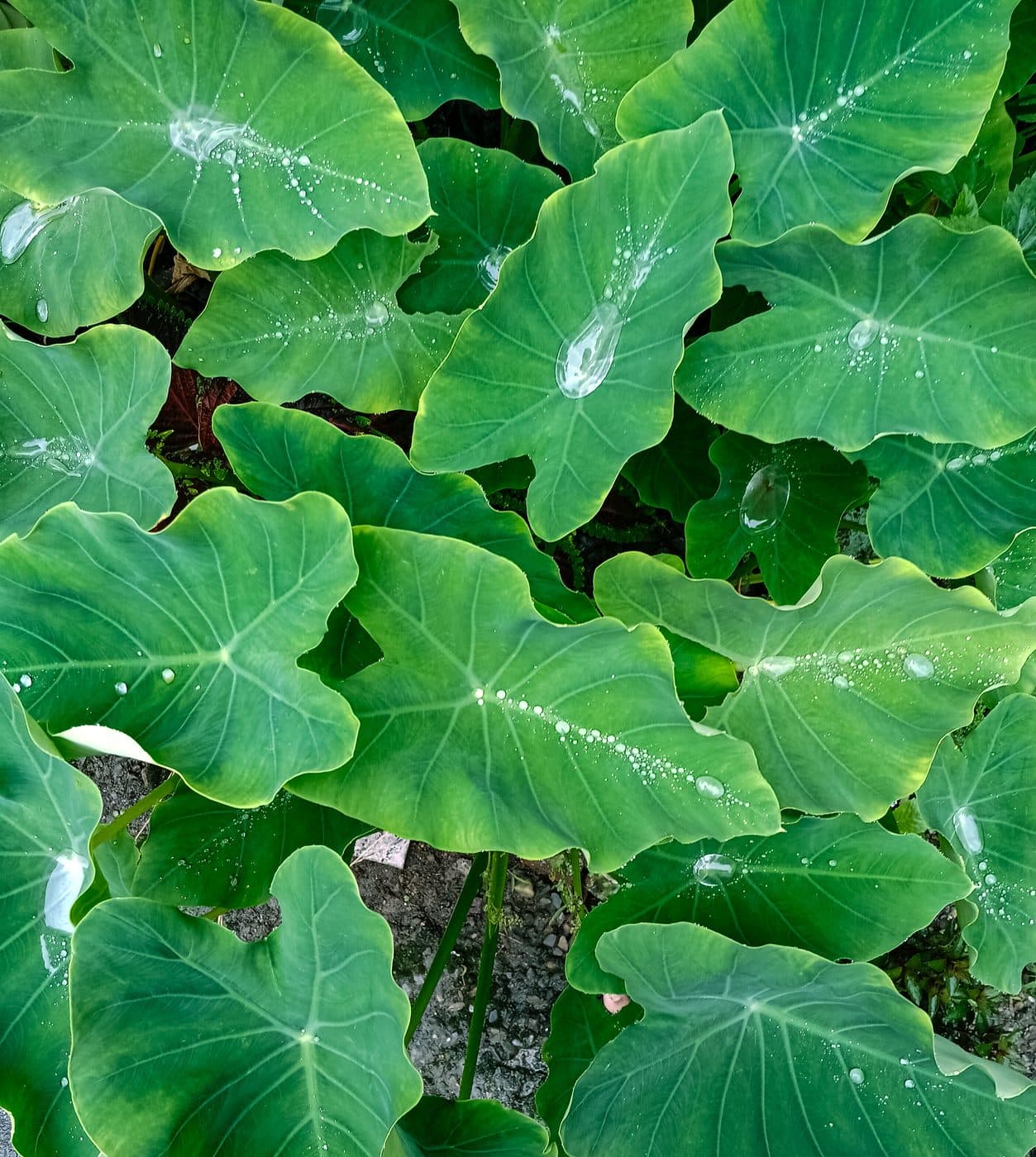 Rain-Slicked Colocasia Foliage