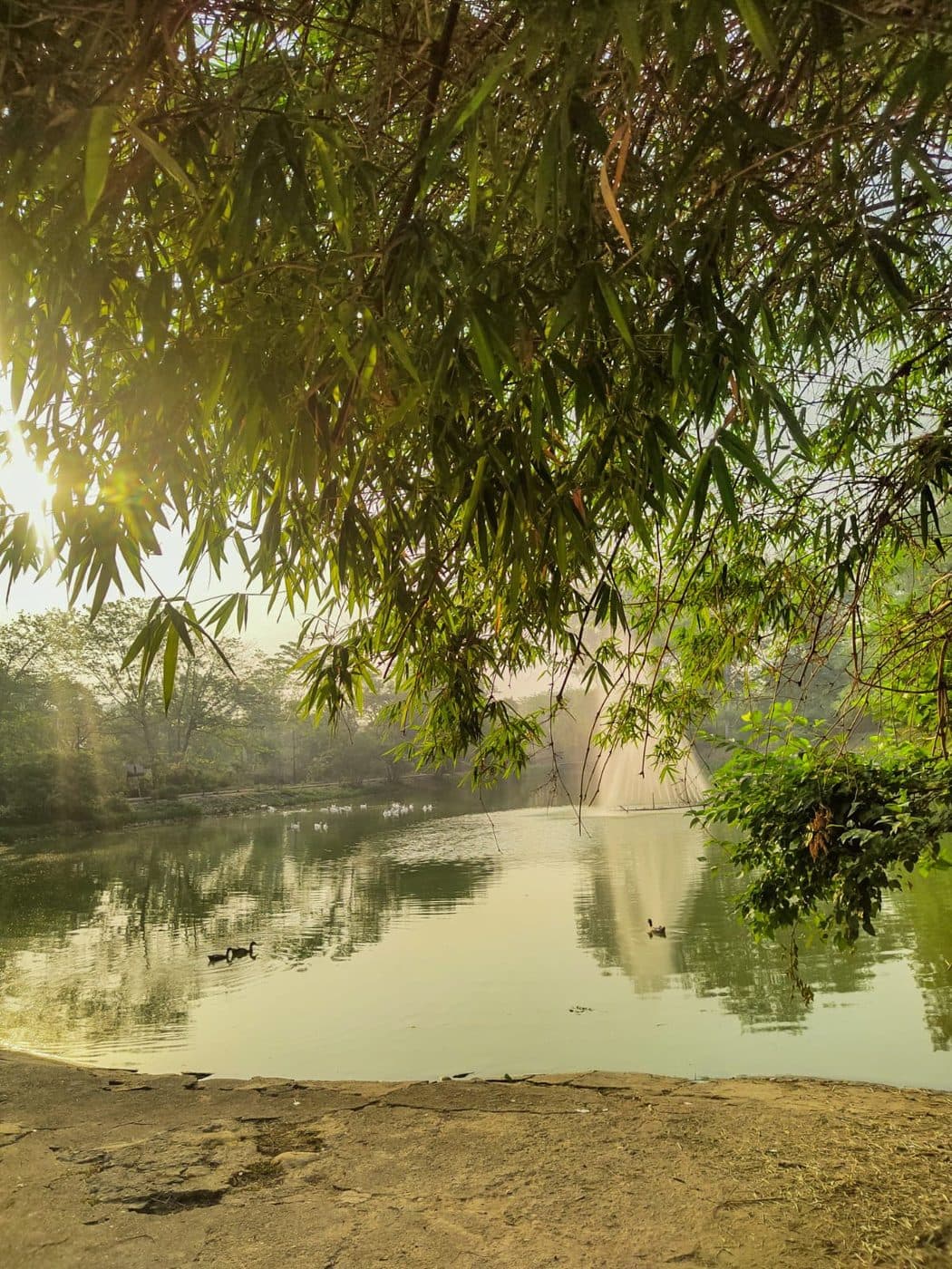 Bamboo Shade